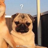 东北小憨批头像