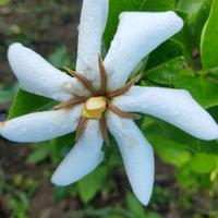 真诚聆听旋律头像