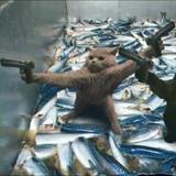 热情帆船3Se头像