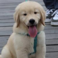 如果哪一天我消失了请不要找我头像