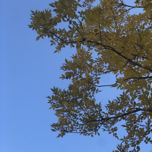 芳芷染幽梦头像