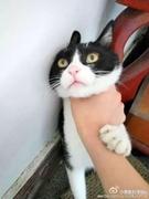 橘猫的猫的个人资料头像