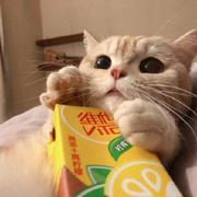 松鼠尼尼的个人资料头像