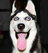 抱头虎窜的个人资料头像