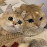 用户2704870706227头像