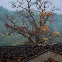 用户7341222514611头像