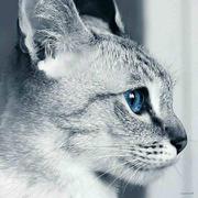 LHR的个人资料头像