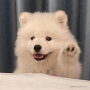 ichi的个人资料头像