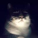 远古机械的个人资料头像