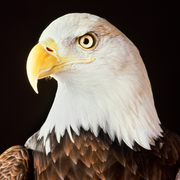 Nigelli2552的个人资料头像