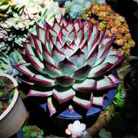 望月多肉苑头像