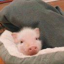 SHELDON109862的个人资料头像