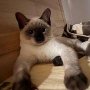 秋簌的个人资料头像