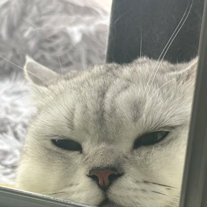 席子洛头像