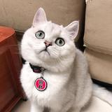 七喜是只猫头像