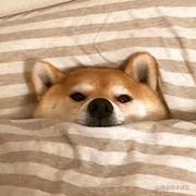 小小白223的个人资料头像