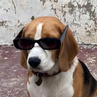 热情的小猫yA头像