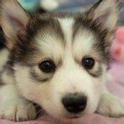 liongit的个人资料头像