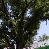 大城小诚头像