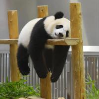 李梦01头像