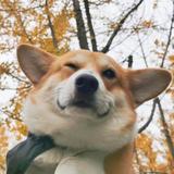 NuYoah5头像