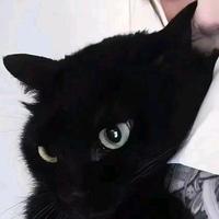 谢月的缺乏头像