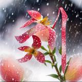 花开花落18006头像