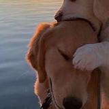 布布布布大丁头像