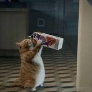 前端木子恒的个人资料头像