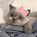 彩虹糖8391头像