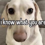 Pedestrain花AtBest的个人资料头像