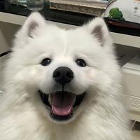 今年买雅迪头像