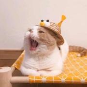 小小小小小白啊的个人资料头像