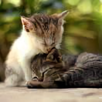 穿鞋跑的贼溜头像