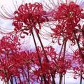 魔王芬妮头像