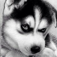 拉布拉多与哈士奇头像