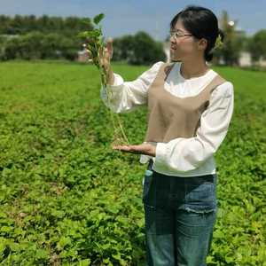 蛋白桑冀桑种植基地头像