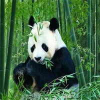 博学的月亮影视剪辑头像