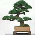 AB生如夏花头像