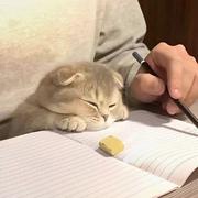 Euphoria375的个人资料头像