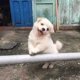琴狐1头像