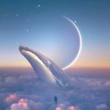 北葵516头像