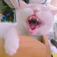 不是鸡翅膀头像