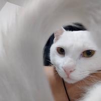 小小向日葵ZY头像