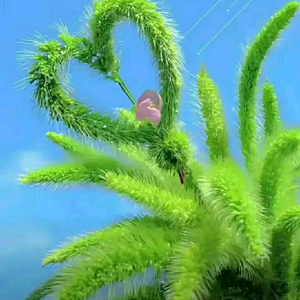 情感创作者头像