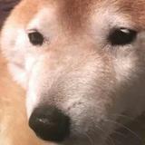 飞云传奇说头像