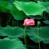 韩起玉548头像