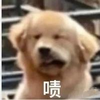 花旗参泡水头像