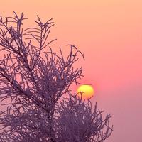 拉布拉多多头像