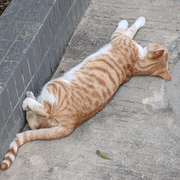 littleSix的个人资料头像